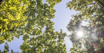 Oak Trees