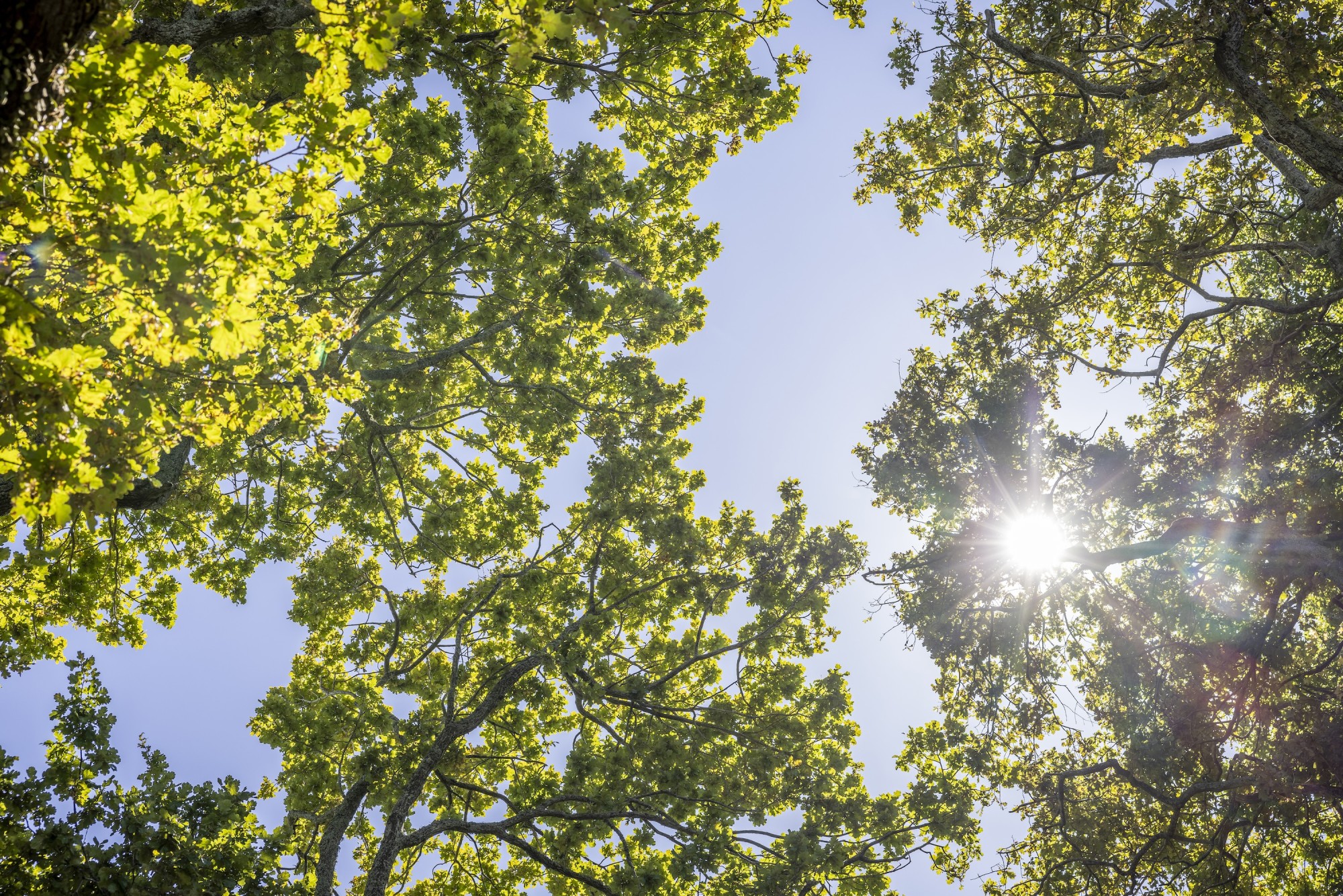 Oak Trees