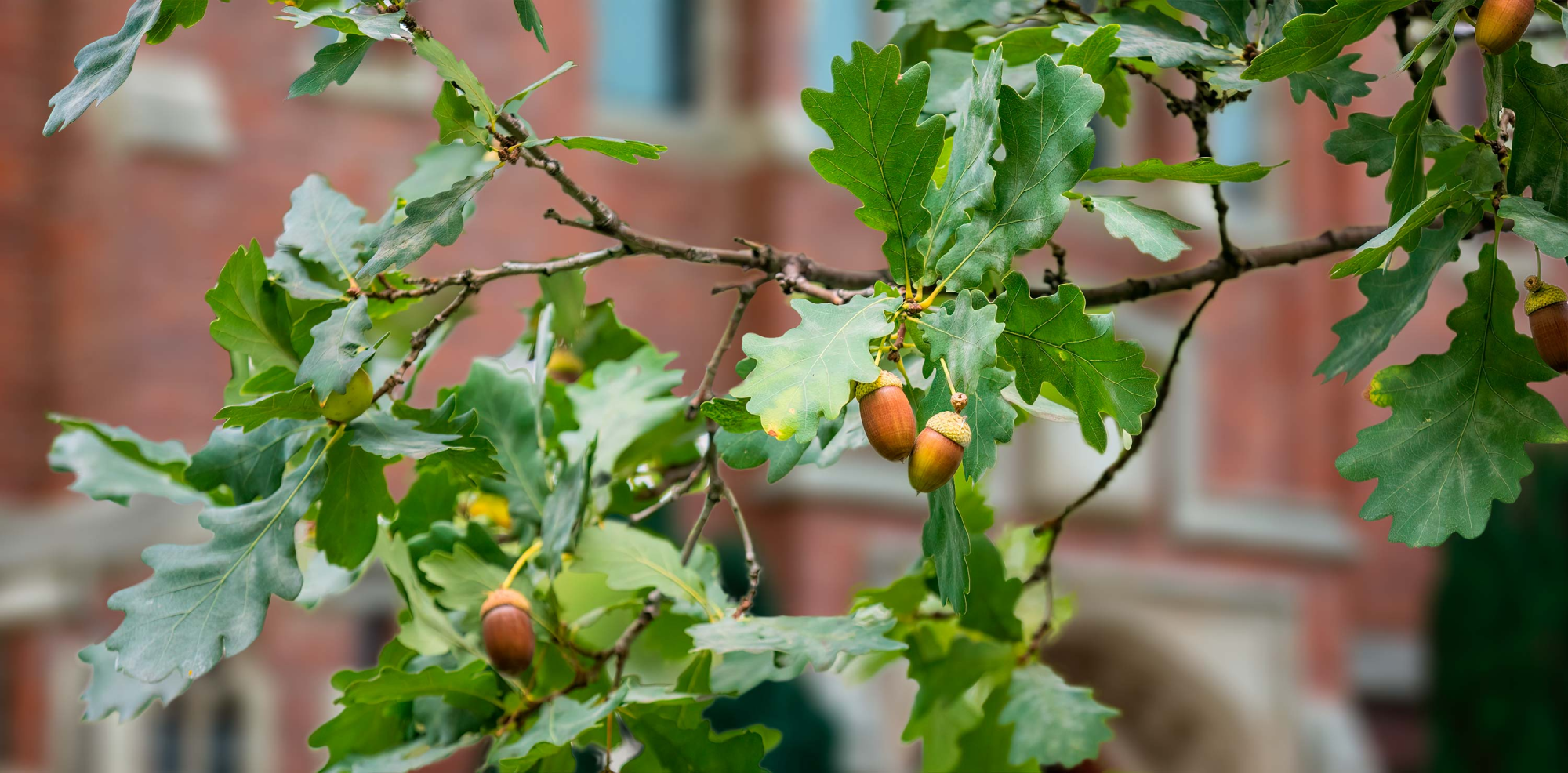 Our Future Oak Tree